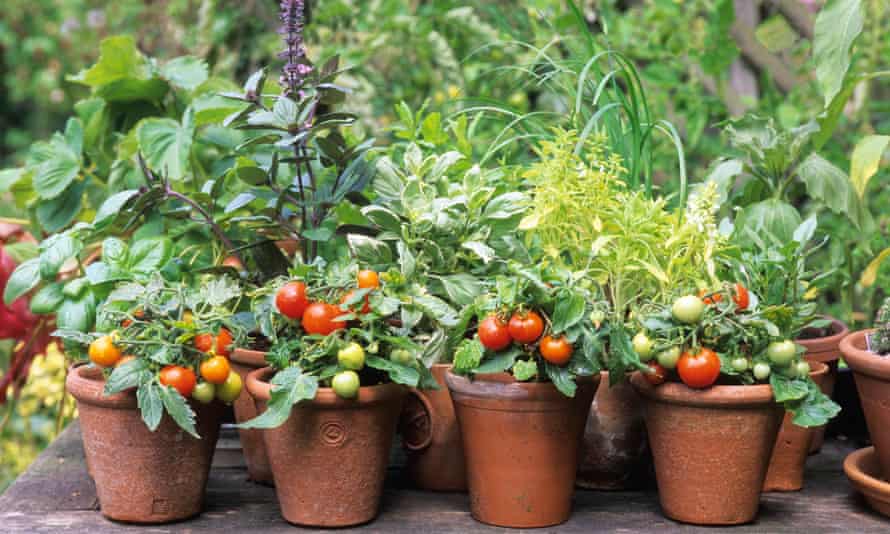 Cách trồng cây và rau trong khu vườn nhỏ